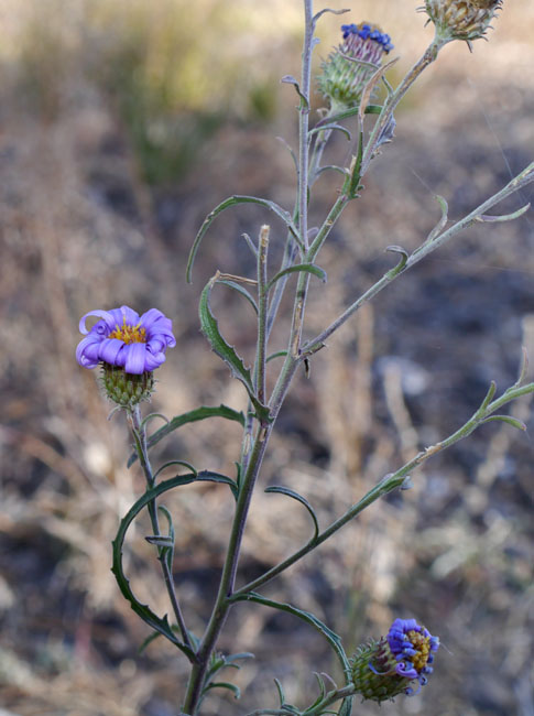 23machaeranthera1320079web