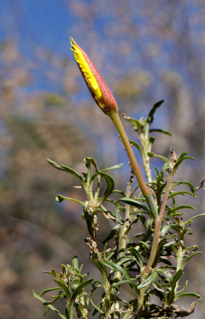 24oenothera_hookeri1320141web