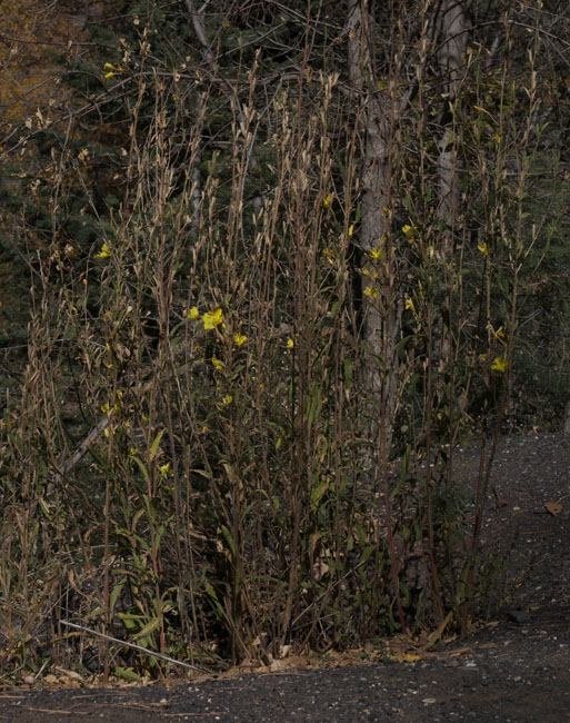 24oenothera_hookeri1320141web