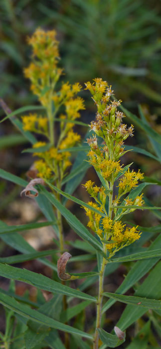25solidago_altissima1320175web