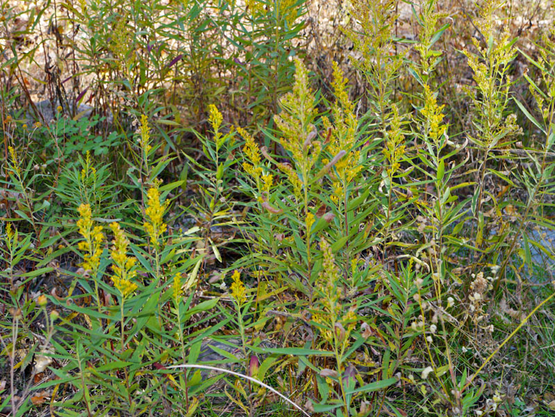 25solidago_altissima1320175web