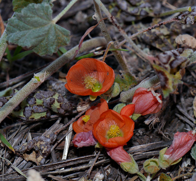 26sphaeralcea_ambigua1310289