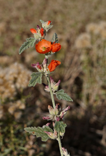 26sphaeralcea_ambigua1310289