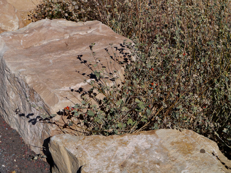 26sphaeralcea_ambigua1310289