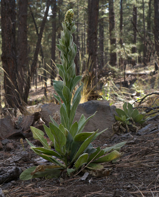 27verbascum_thapsis6265web