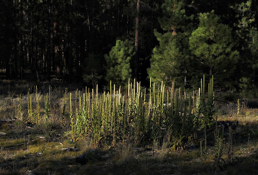 27verbascum_thapsis6265web