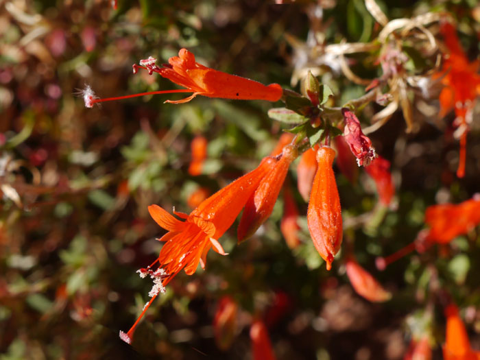 28zauschneria_californica1310523web