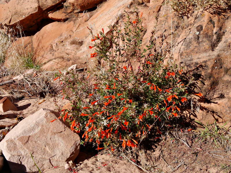 28zauschneria_californica1310523web