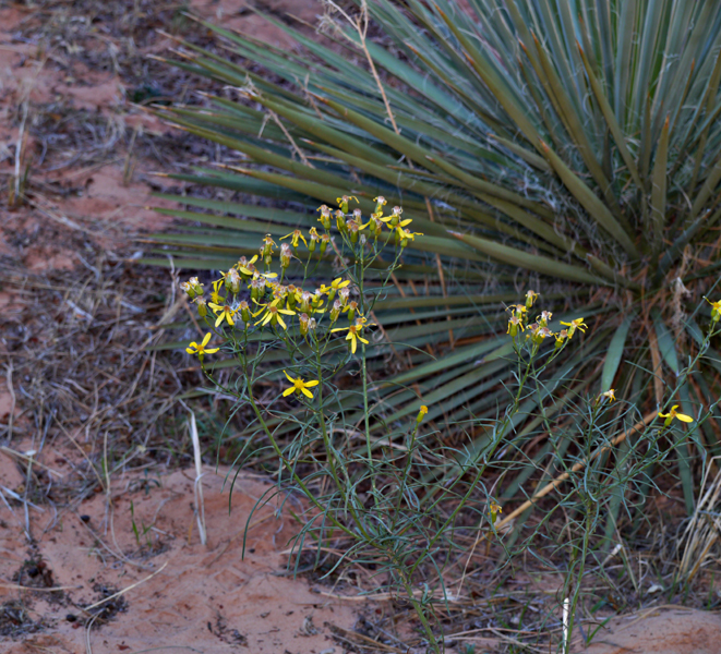 29senecio1310495