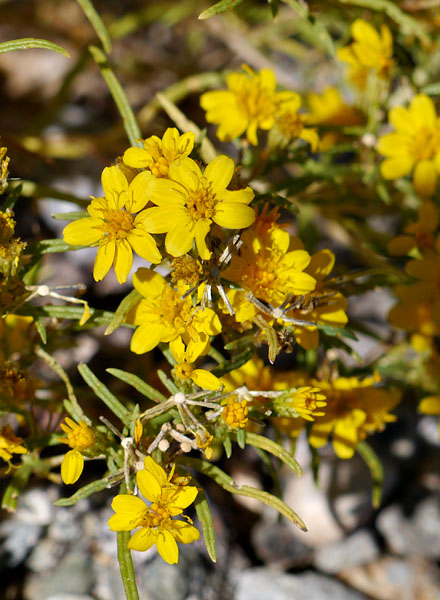 39-yellow1320291web