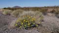 01baileya_multiradiata1320286