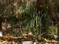 04equisetum1320168