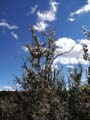 05cercocarpus1310080