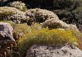 06ericameria_nauseosus1310272web