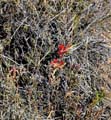 07castilleja1310370web