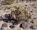 10opuntia_acanthocarpa1320328