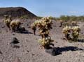 13opuntia_bigelovii300917