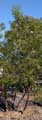 14chilopsis_linearis1320204