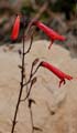 18penstemon1310400
