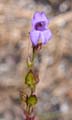 19penstemon1310425