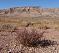 21salsola_kali1310148web