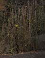 24oenothera_hookeri1320141web