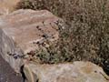 26sphaeralcea_ambigua1310289