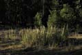 27verbascum_thapsis6265web