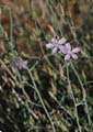 30stephanomeria_pauciflora1320278web