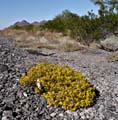 39-yellow1320291web