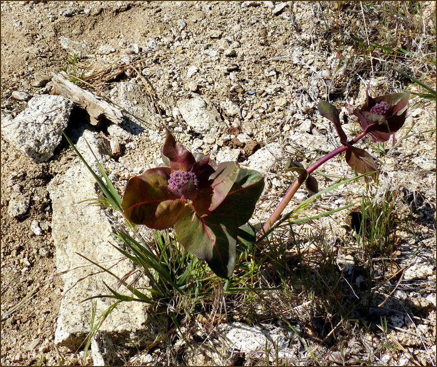 01-asclepias_cordifolia1220297w