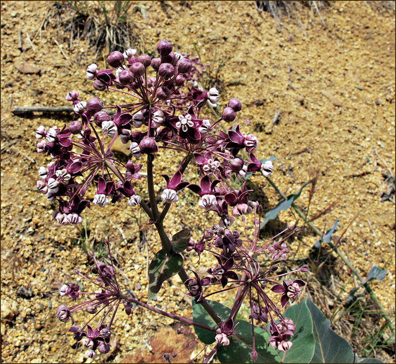 01-asclepias_cordifolia1220297w