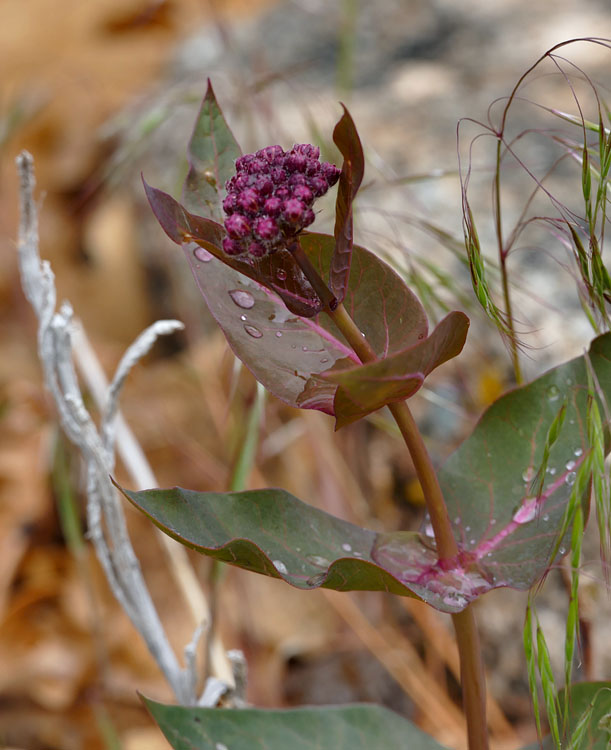 01-asclepias_cordifolia1220297w