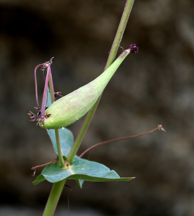 01-asclepias_cordifolia1220297w