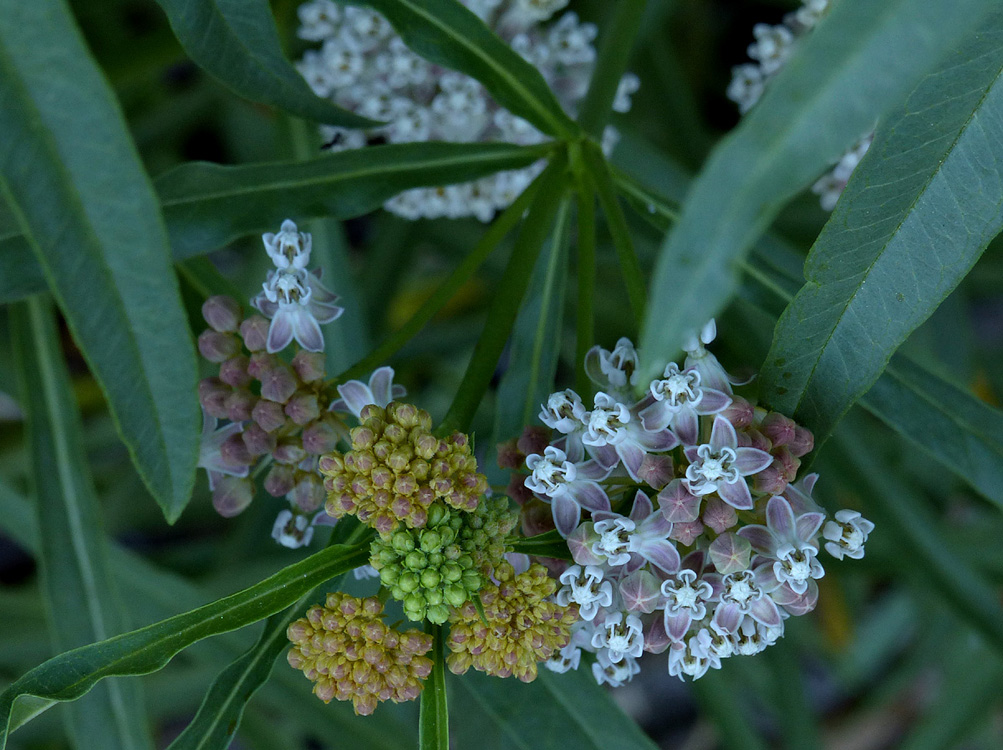 02asclepias_fascicularis3359w