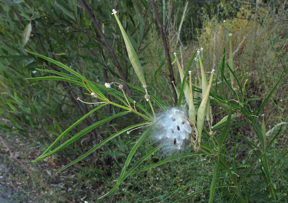 02asclepias_fascicularis3359w