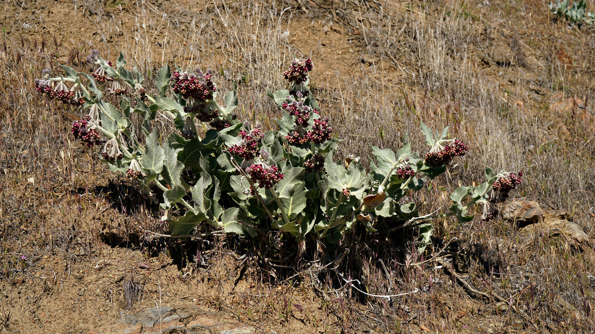 03asclepias_speciosa1250460w