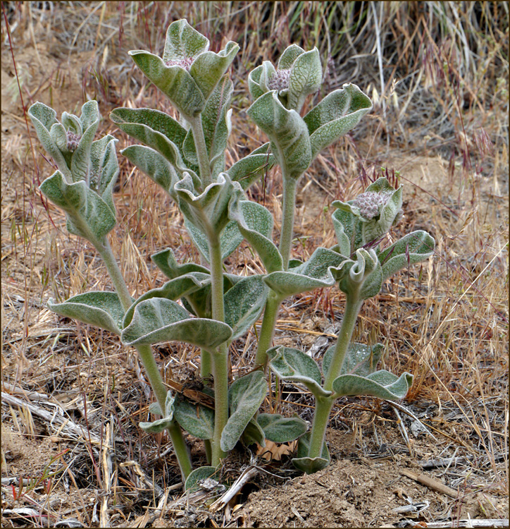 03asclepias_speciosa1250460w