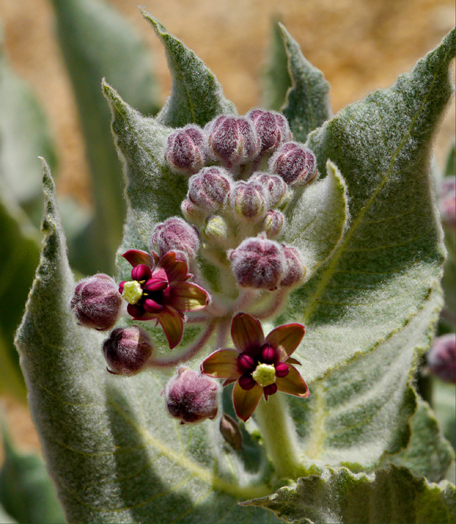 03asclepias_speciosa1250460w