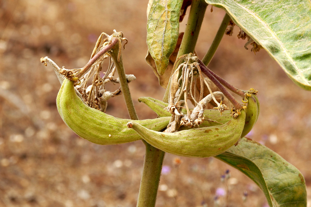 03asclepias_speciosa1250460w