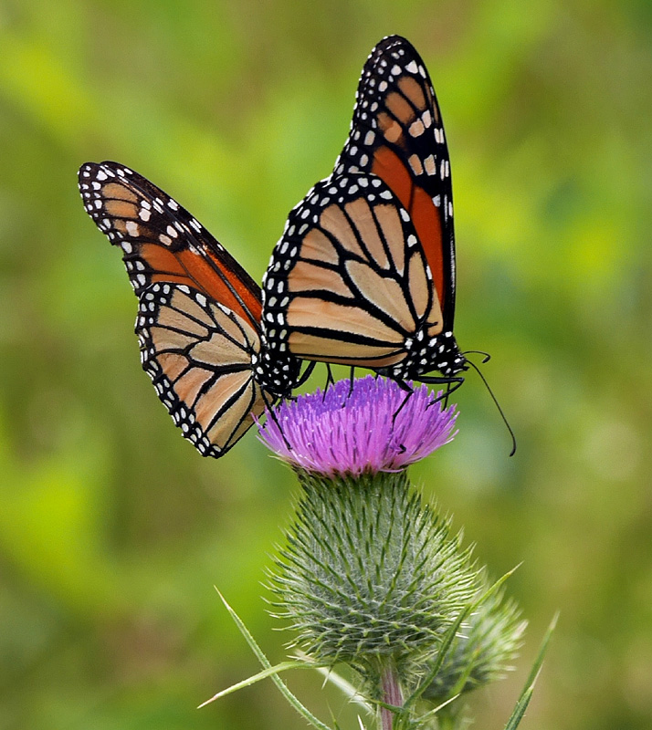 03danaus_plexippus1020208w