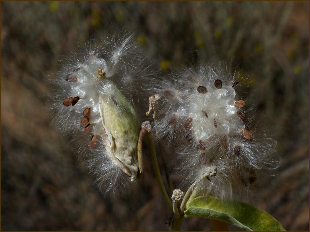03asclepias_speciosa1250460w