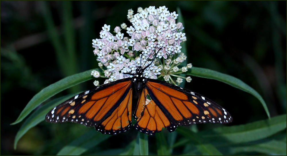 04critter_danaus_plexippus8509w