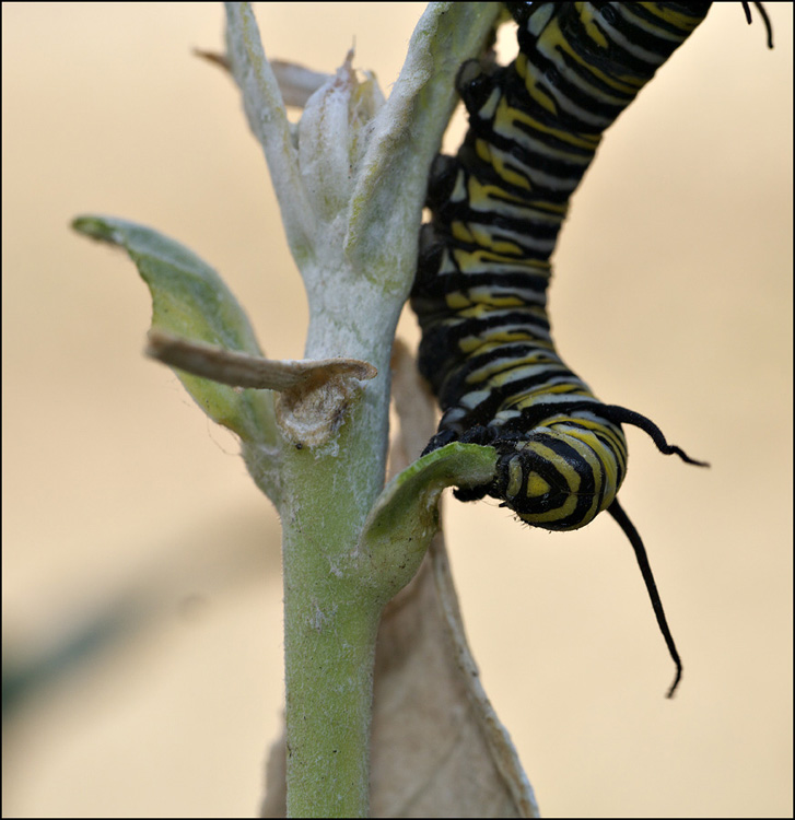 05danaus110030w