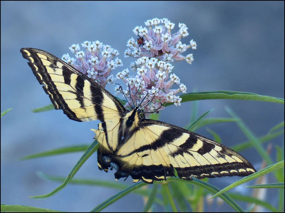 06critter_swallotail1070912w