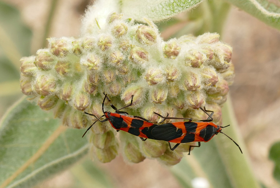 07Oncopeltus_fasciatus1250464w