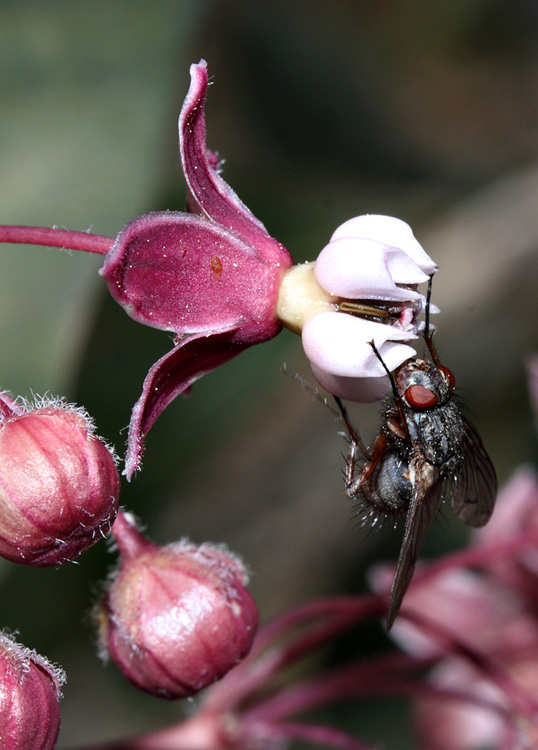 10critter_asclepias_speciosa5220w