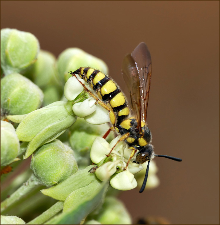 11critter_milkweed1260573w