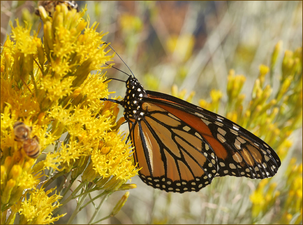 13danaus_plexippus1030758w