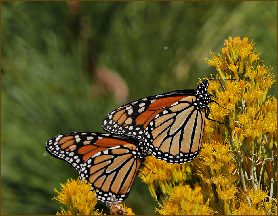 13danaus_plexippus1030758w